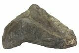 Fossil Hadrosaur Astragalus Bone - Montana #145208-4